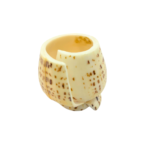 Cowrie Shell Seashell Toothpick Holder Natural Beach Decor