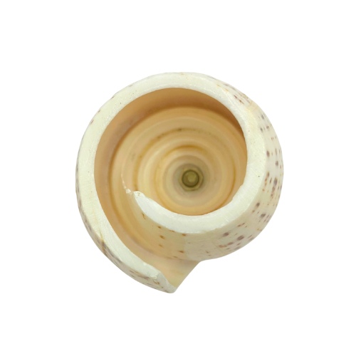 Cowrie Shell Seashell Toothpick Holder Natural Beach Decor