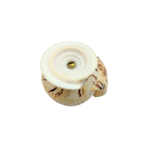 Cowrie Shell Seashell Toothpick Holder Natural Beach Decor