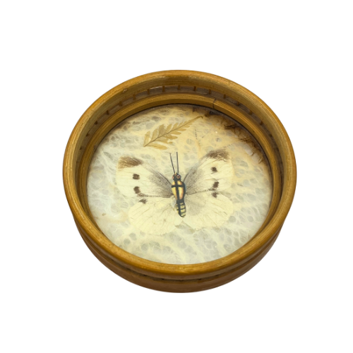 Vintage Real Butterfly Bamboo Coasters with Acrylic Asian Swallowtail Butter Fly Display Paperweight