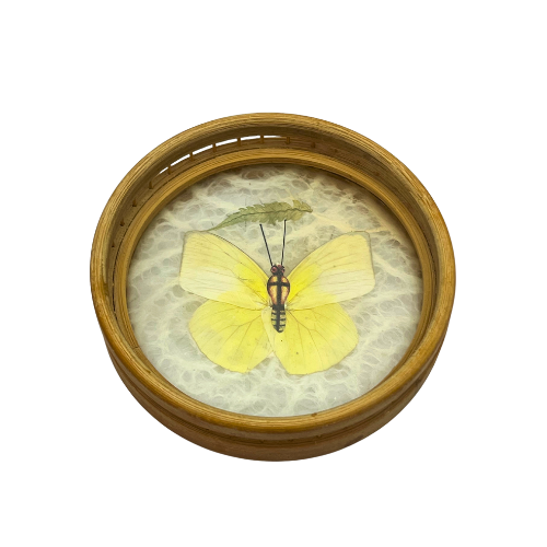 Vintage Real Butterfly Bamboo Coasters with Acrylic Asian Swallowtail Butter Fly Display Paperweight