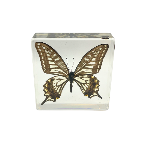 Vintage Real Butterfly Bamboo Coasters with Acrylic Asian Swallowtail Butter Fly Display Paperweight
