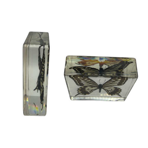 Vintage Real Butterfly Bamboo Coasters with Acrylic Asian Swallowtail Butter Fly Display Paperweight