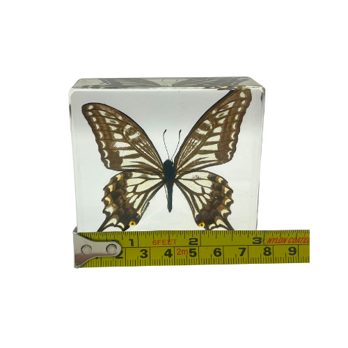 Vintage Real Butterfly Bamboo Coasters with Acrylic Asian Swallowtail Butter Fly Display Paperweight