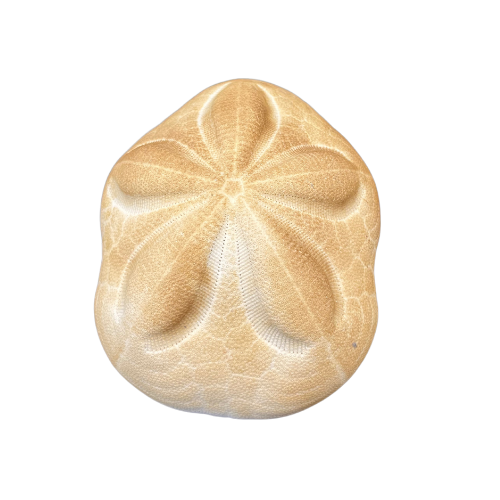 Large Puffy Sea Biscuit Sand Dollar Fossil Seashell Nautical Ocean Beach Decor