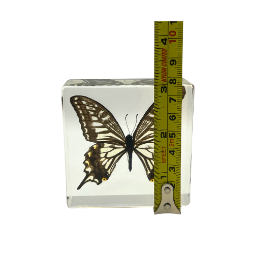Vintage Real Butterfly Bamboo Coasters  with Acrylic Asian Swallowtail Butter Fly Display Paperweight
